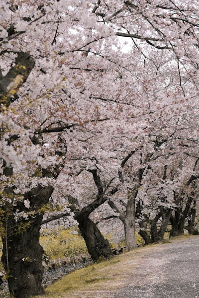 Beautiful cherry blossom trees lining a peaceful pathway in spring, perfect for nature lovers.